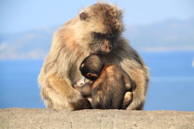 image of Gibraltar's permanent residents