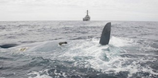 The Aftermath of Cheeki Rafiki image of Cheeki-Rafit-missing-keel-US-Coast-Guard