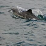 BB Dolphin 2