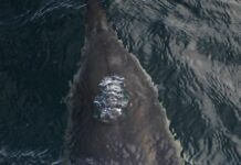 Brighton Belle – Isles of Scillies and the Dolphins image of dolphin